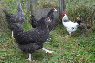 Our Happy Hens, Whiteley Royd Farm, Hebden Bridge